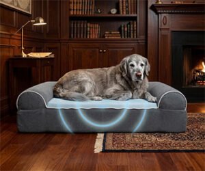 dog cloud bed review