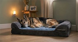 "Senior dog sleeping comfortably in a quiet bedroom."