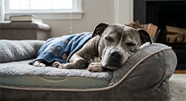 "Senior dog sleeping on an orthopedic memory foam dog bed."