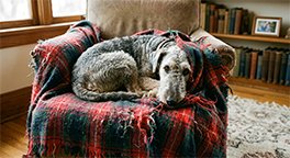 "Senior dog resting with a familiar blanket."