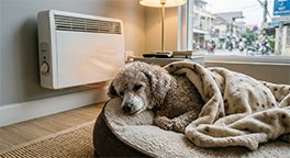 "Senior dog staying warm and comfortable indoors."