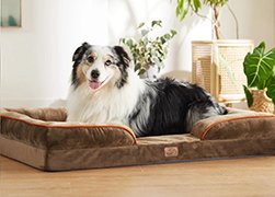 "Senior dog resting comfortably in a quiet area of the home."