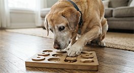 "Senior dog playing a brain game with a treat puzzle."