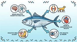 "Illustration showing the benefits of Omega-3 fatty acids for senior dogs."