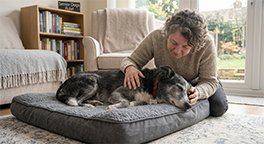 "Owner comforting a calm senior dog at home."