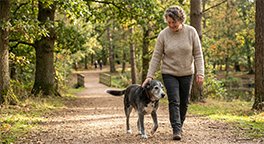 "Senior dog enjoying a gentle walk to support healthy joints."