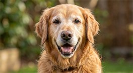 "Healthy coat of a senior dog supported by good nutrition."