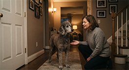"Senior dog showing signs of cognitive dysfunction at night."